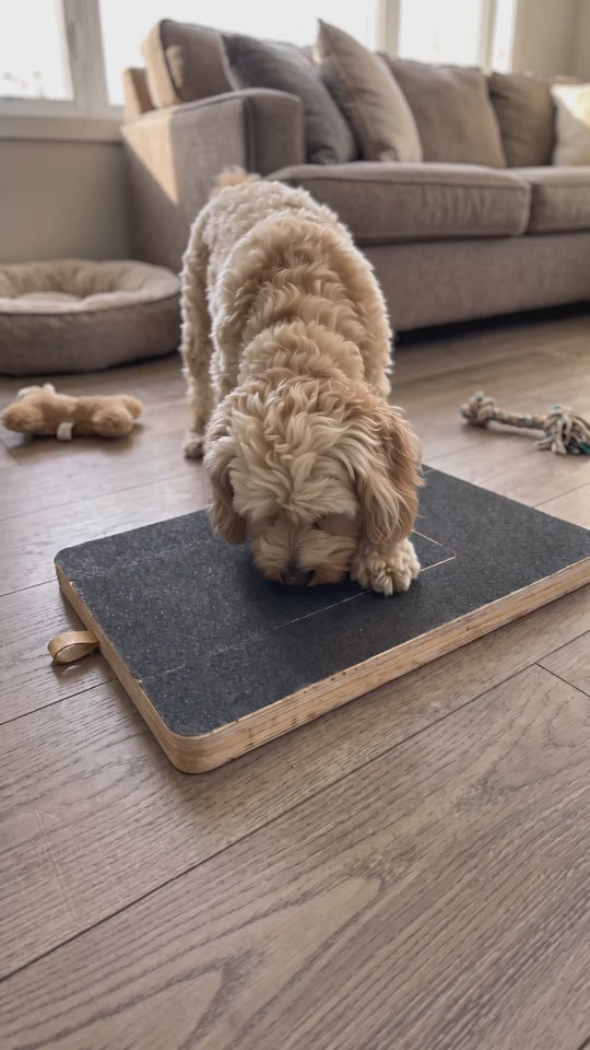Cavapoo scratching the closed Furlette dog nail board to reach the treat inside, in a cozy living room
